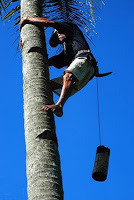 Penderes Palm Sugar - Gula Palm
